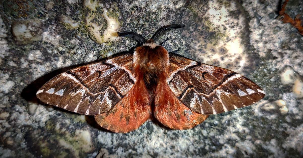 Endromis versicolora - tarkaszövő