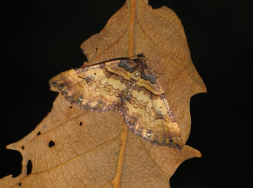 Earophila badiata - csipkerózsa-araszoló