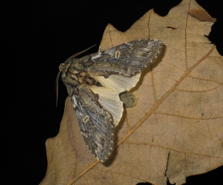 Peridea anceps - füstös púposszövő