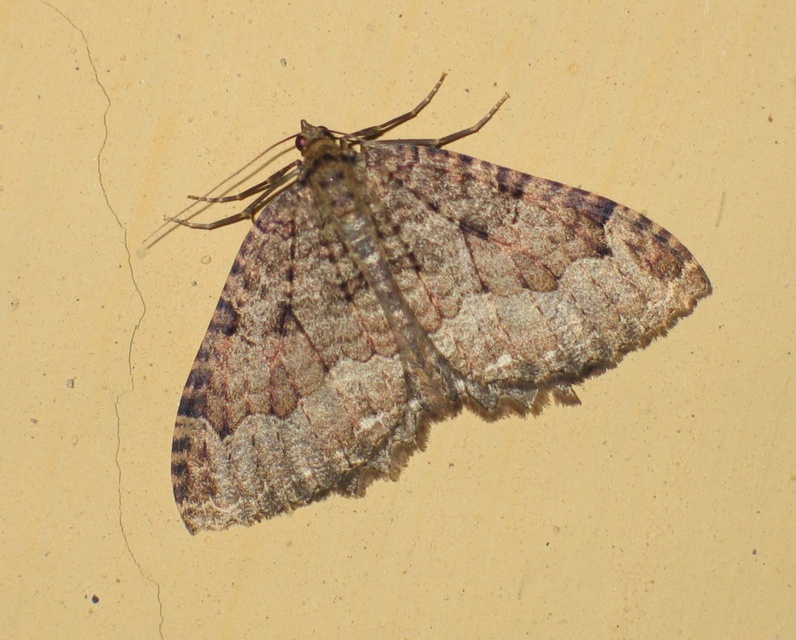 Triphosa dubitata - kutyabenge-araszoló