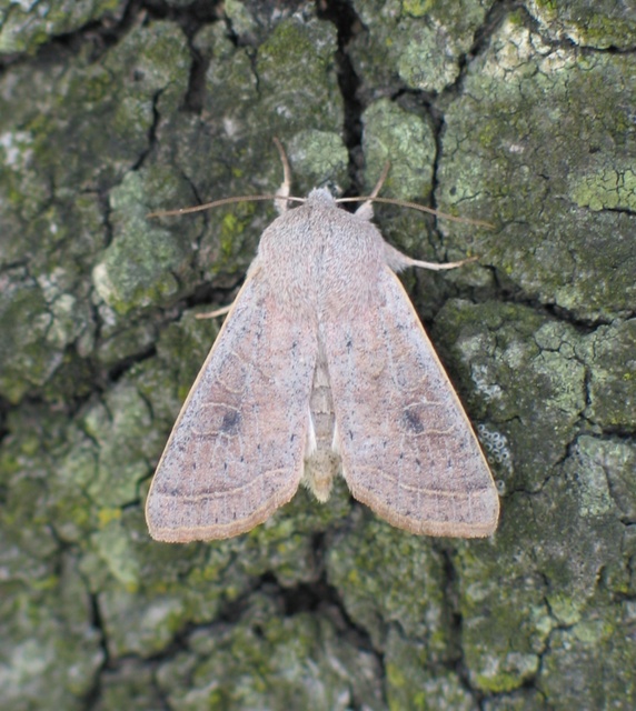 Orthosia gracilis - karcsú barkabagoly