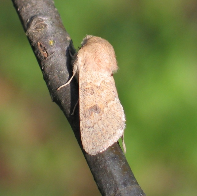 Orthosia miniosa - sárgás barkabagoly