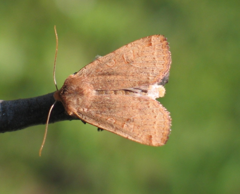 Conistra erythrocephala - vörösfejű őszibagoly
