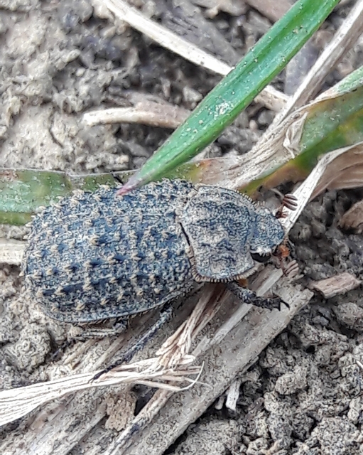 Trox niger - gömböc irhabogár