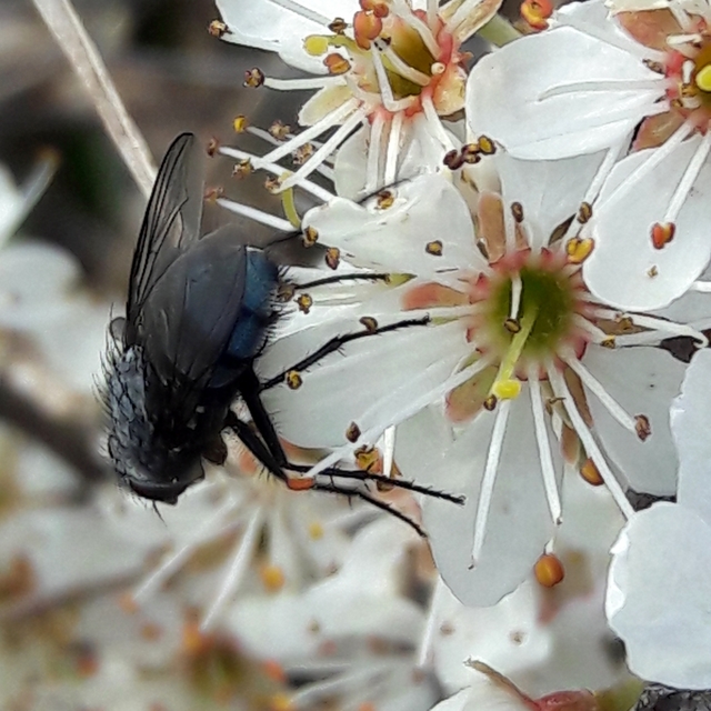 Calliphora