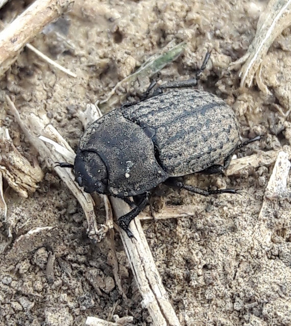 Opatrum sabulosum - sároshátú gyászbogár