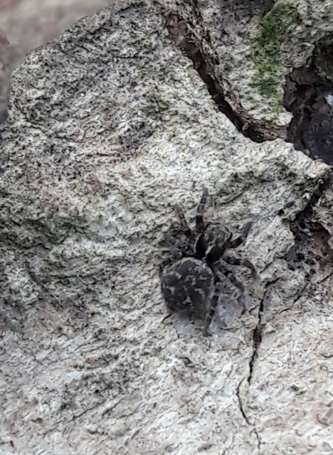 Pseudeuophrys obsoleta - barna ugrópók