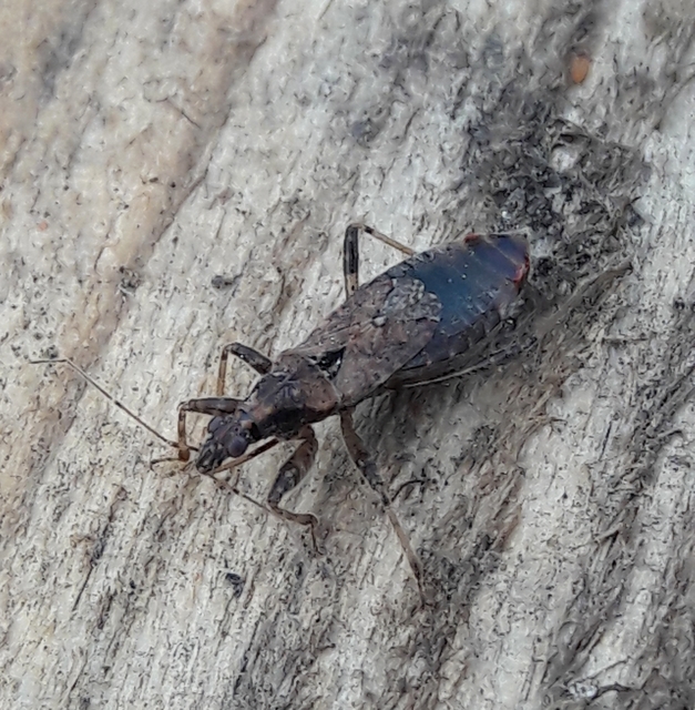Himacerus apterus - nagy tolvajpoloska