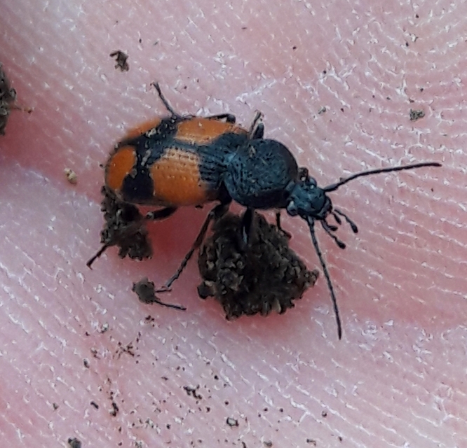 Panagaeus cruxmajor - nagy keresztesfutó