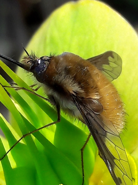Bombylius major - szegélyes pöszörlégy