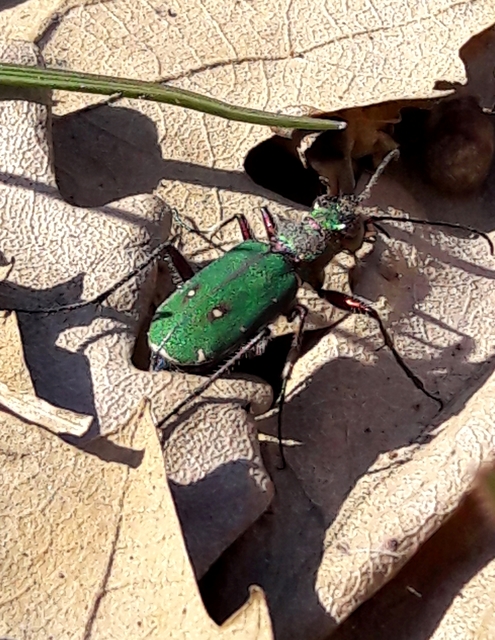 Cicindela campestris - mezei homokfutrinka