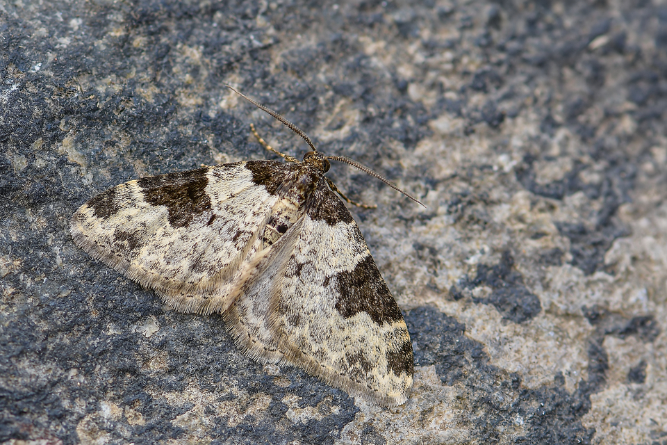 Xanthorhoe fluctuata - közönséges tarkaaraszoló