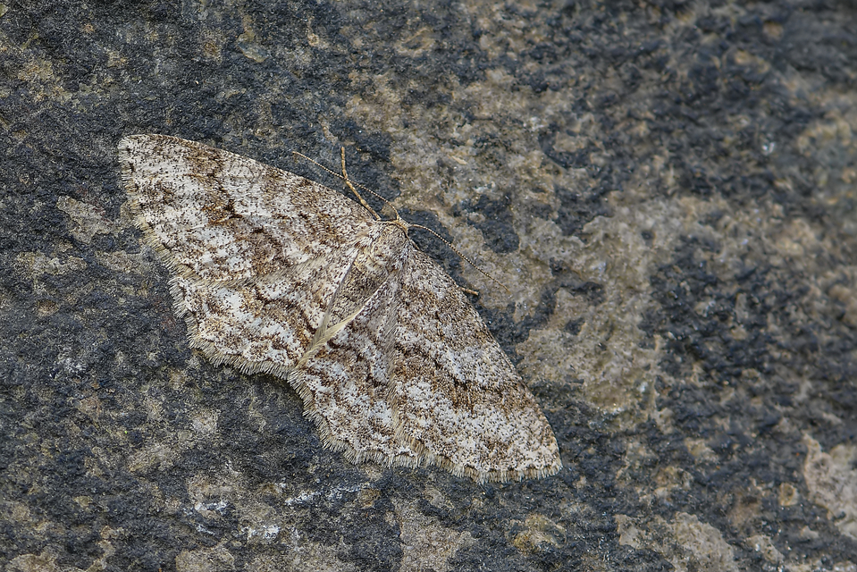 Ectropis crepuscularia - avararaszoló