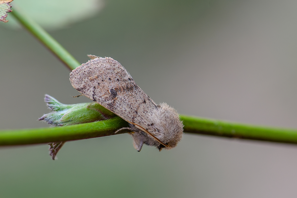 Orthosia cruda - kis barkabagoly
