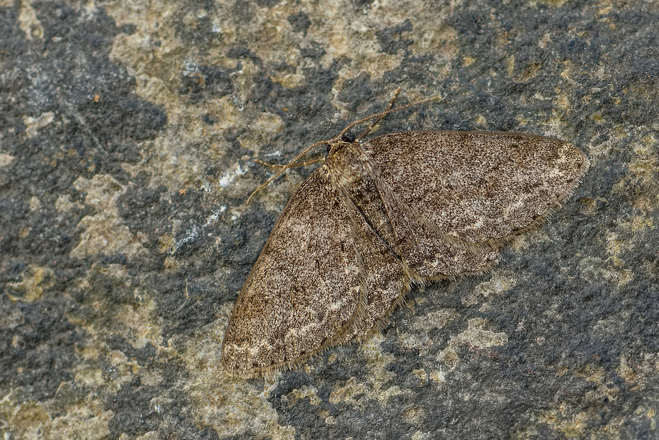 Ectropis crepuscularia - avararaszoló