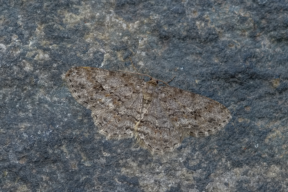 Ectropis crepuscularia - avararaszoló