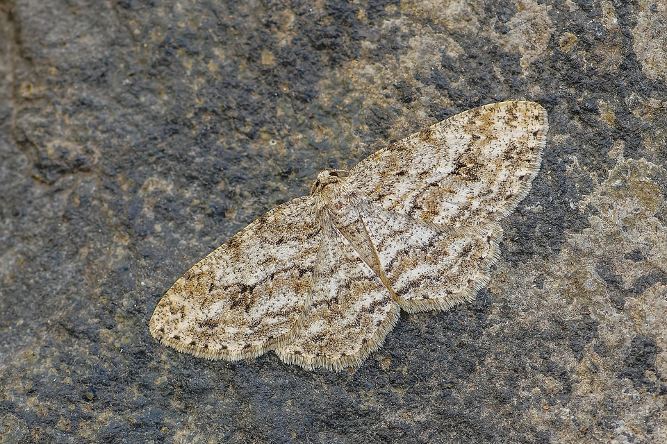 Ectropis crepuscularia - avararaszoló
