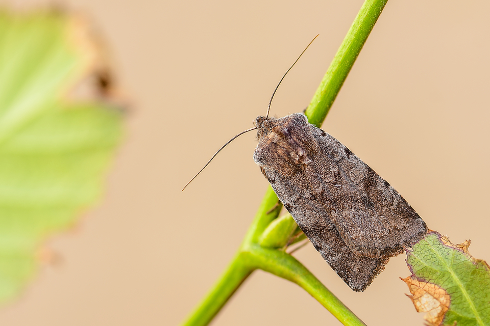 Cerastis rubricosa - vörhenyes tavaszibagoly
