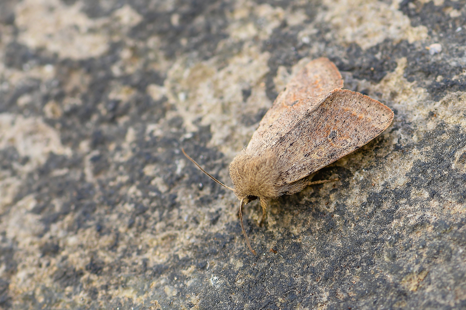 Orthosia cruda - kis barkabagoly