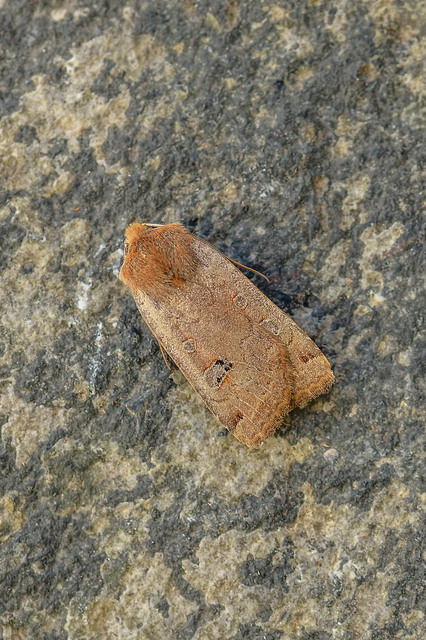 Conistra erythrocephala - vörösfejű őszibagoly