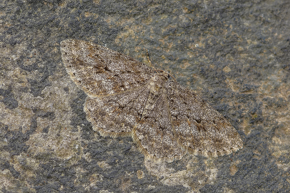 Ectropis crepuscularia - avararaszoló