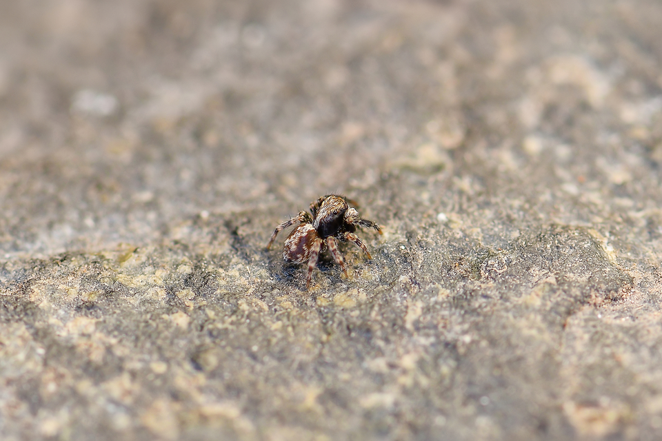 Pseudeuophrys