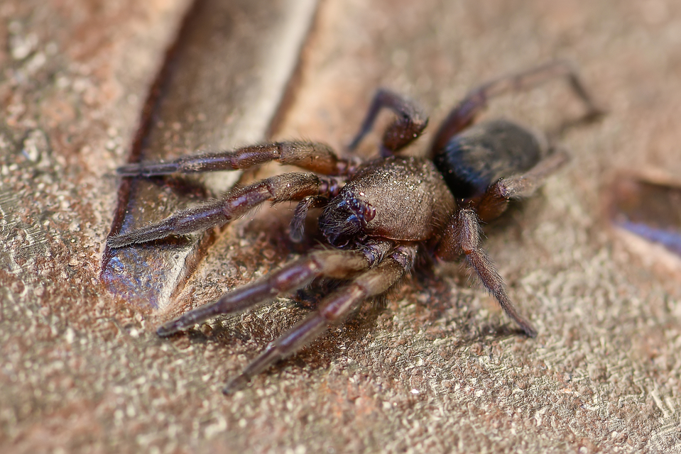 Scotophaeus scutulatus - közönséges egérpók