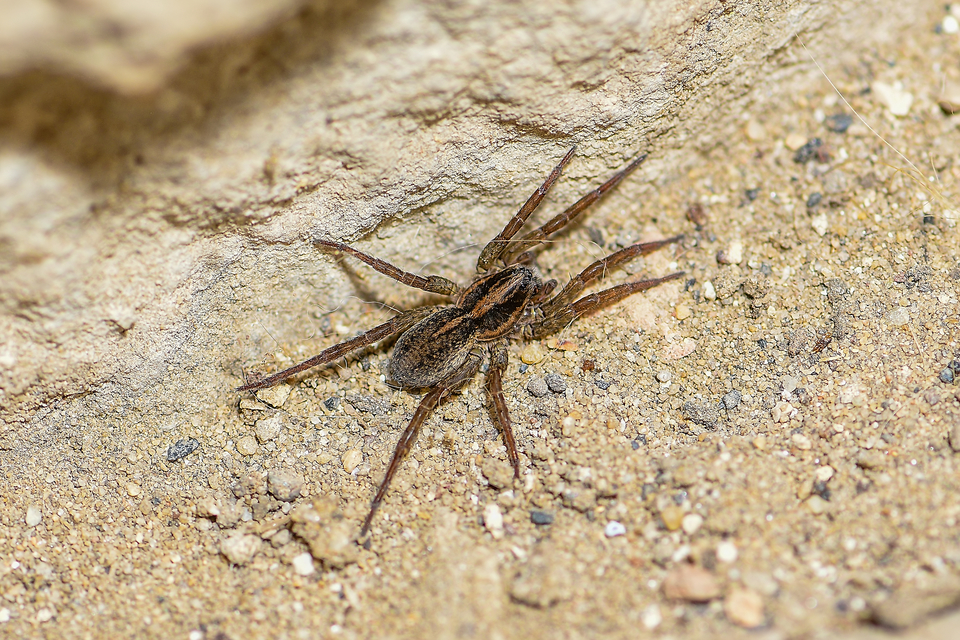 Trochosa