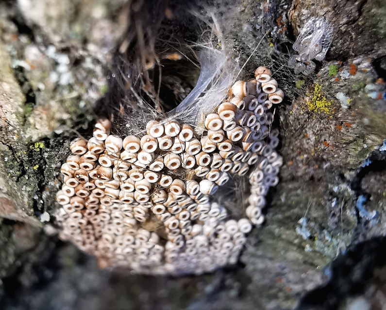 Orgyia antiqua - rozsdabarna kisszövő