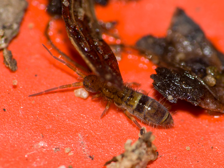 Orchesella cincta