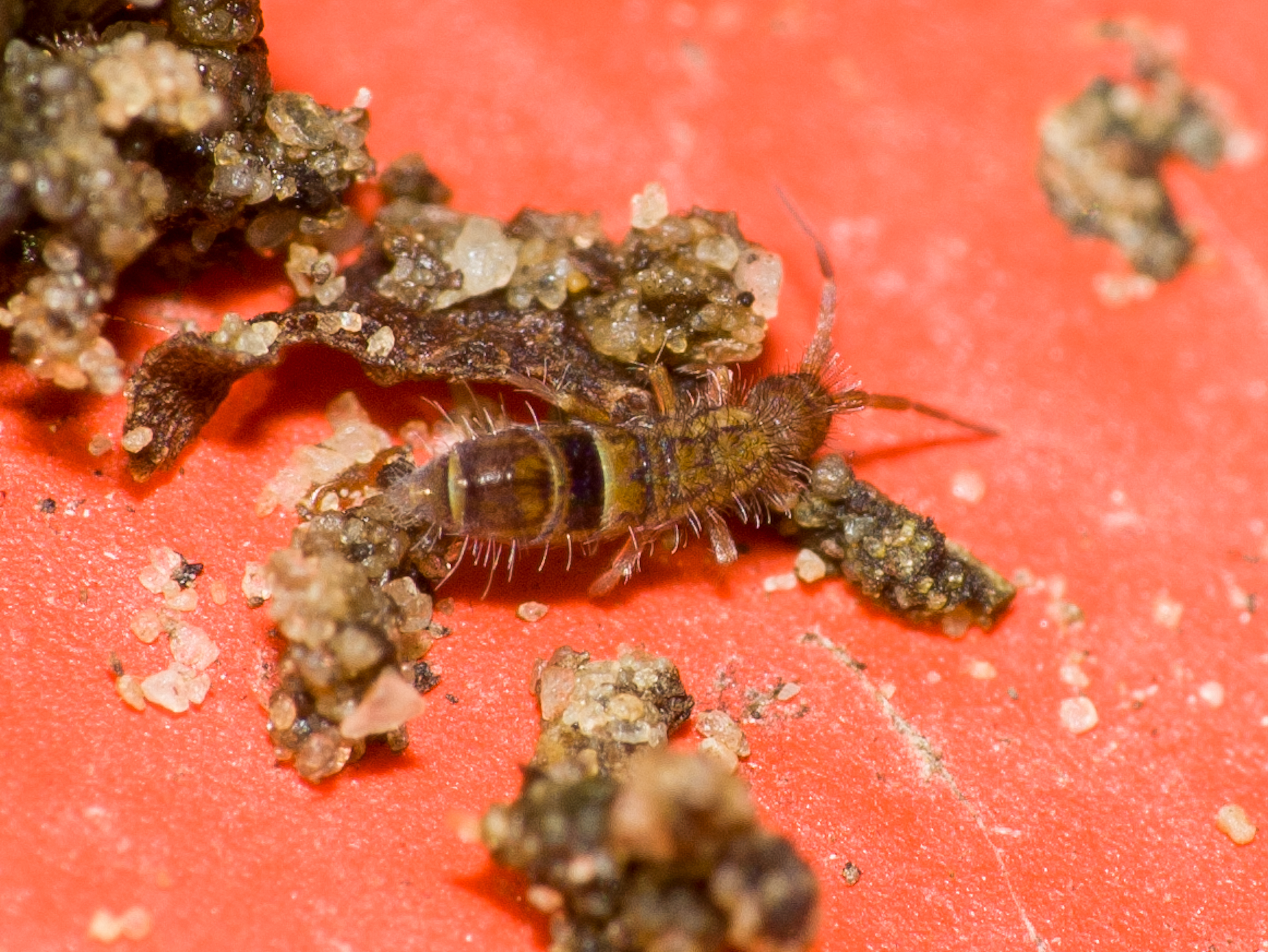 Orchesella cincta