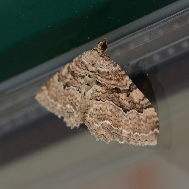 Hydria cervinalis - őzbarna araszoló