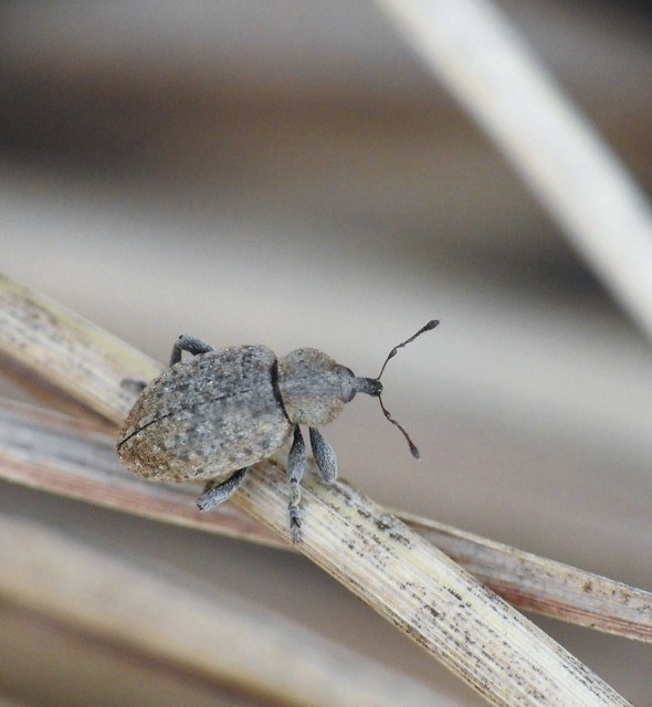 Curculionidae - ormányosbogár-félék