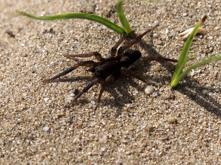 Trochosa