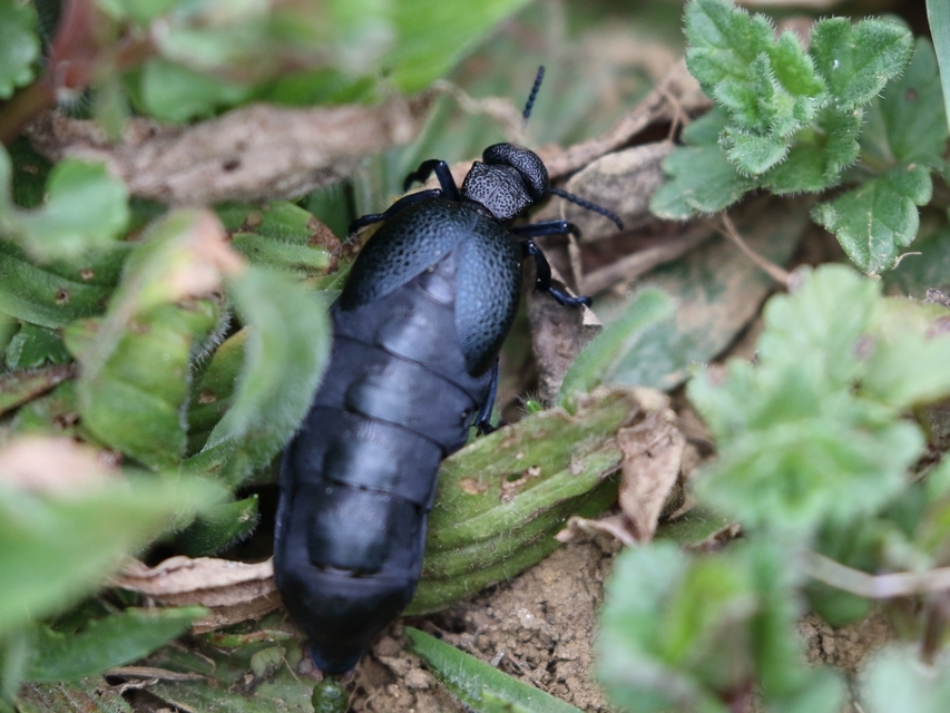 Meloe cicatricosus - óriásnünüke