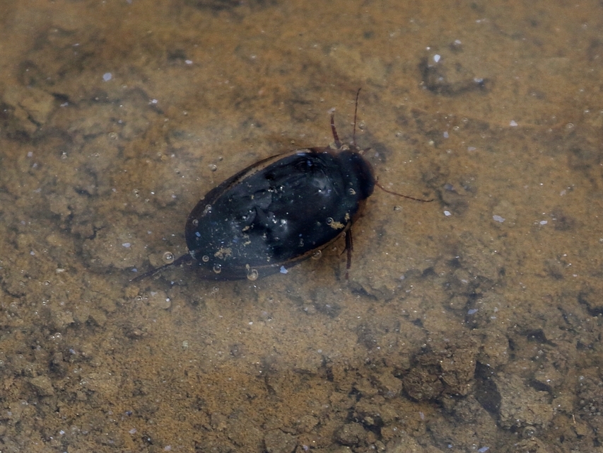 Hydaticus seminiger - fekete mocsáricsíkbogár