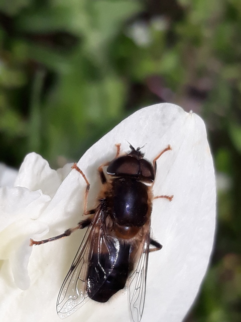 Eristalis pertinax - sárgalábfejű herelégy