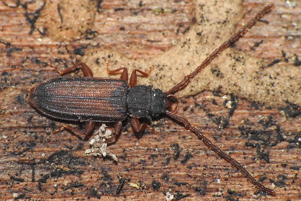 Uleiota planatus - hosszúcsápú fogasnyakú-lapbogár
