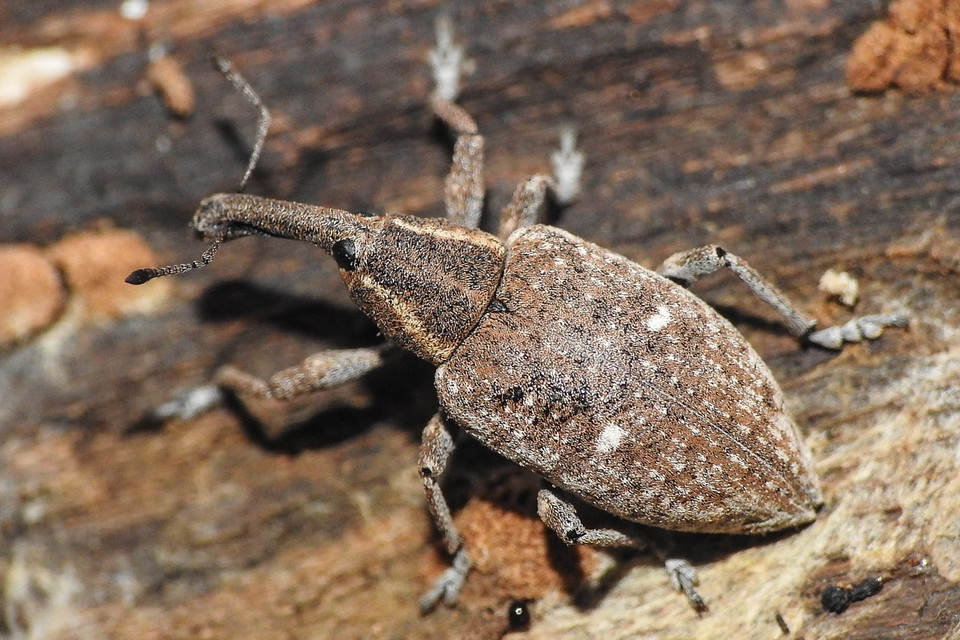 Lepyrus palustris - kétpettyes fűzormányos
