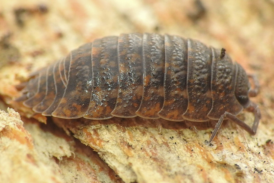 Porcellio scaber - érdes pinceászka Porcellio scaber - érdes pinceászka