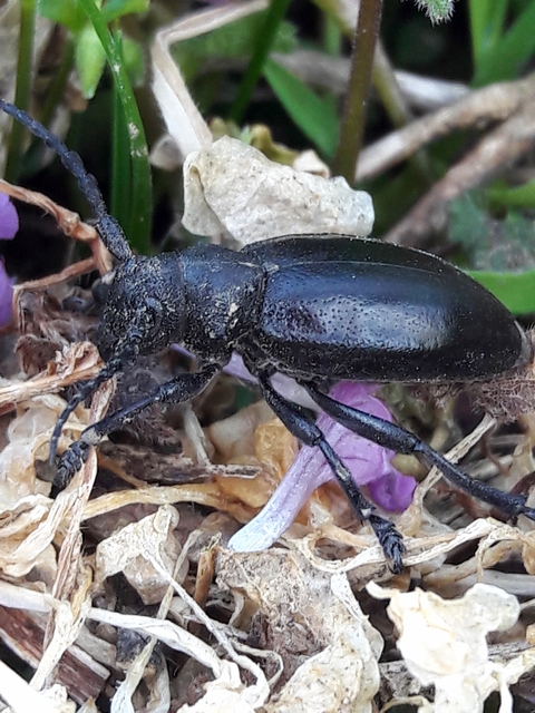 Dorcadion aethiops - fekete gyalogcincér