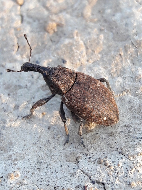 Lepyrus capucinus - pettyes fűzormányos