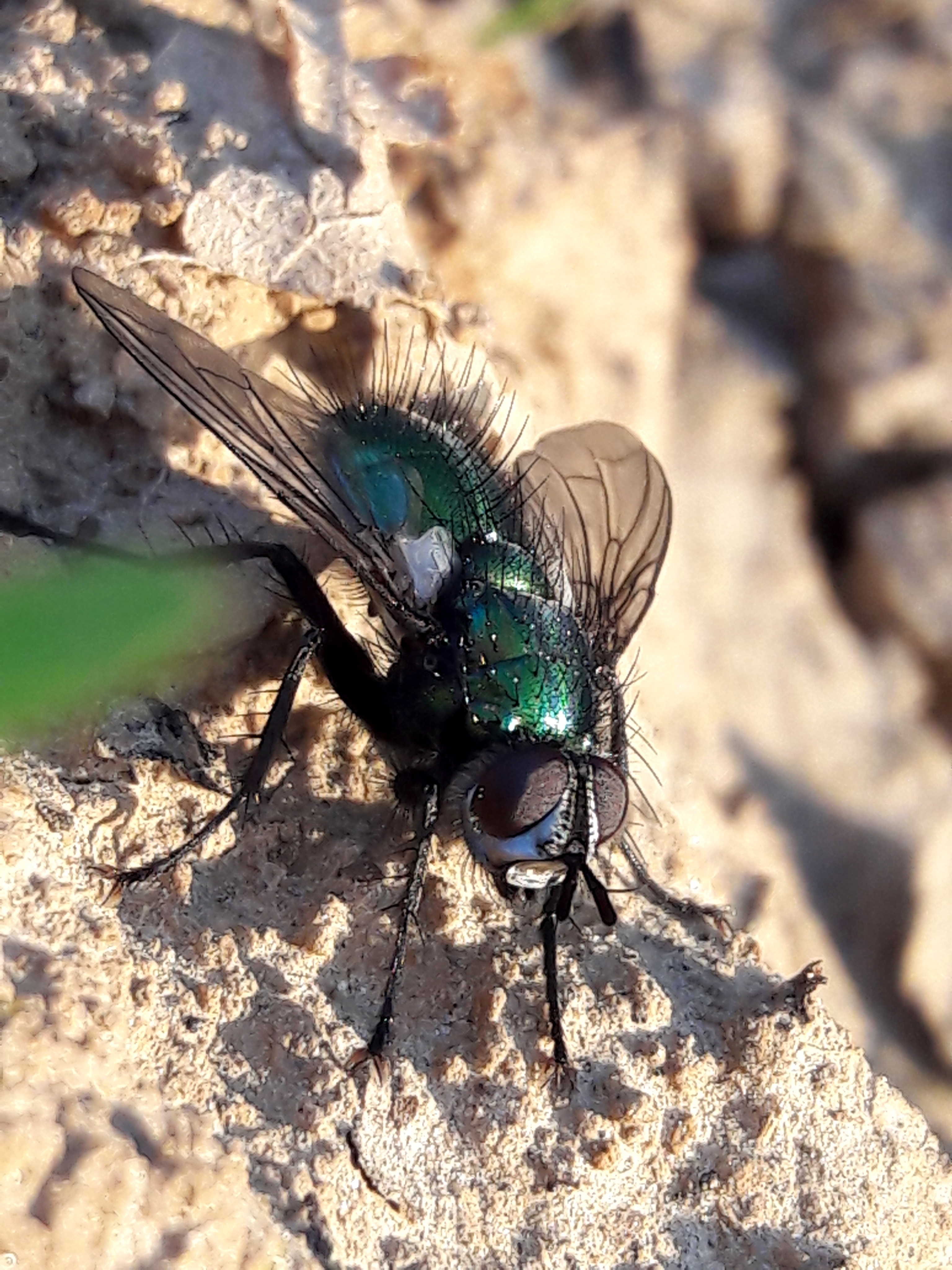 Gymnocheta viridis - aranyzöld fürkészlégy