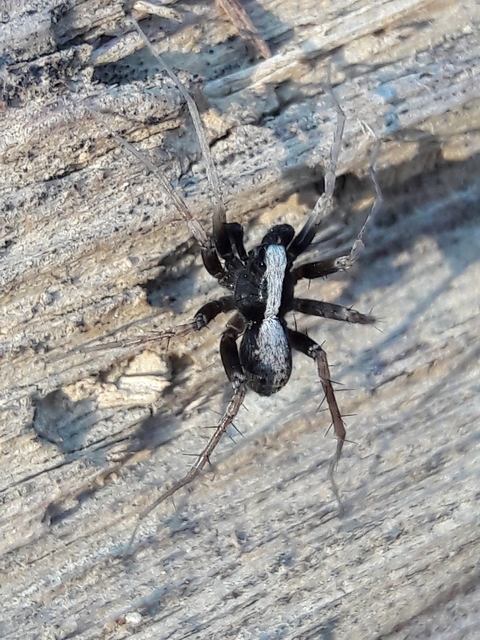 Pardosa alacris/lugubris
