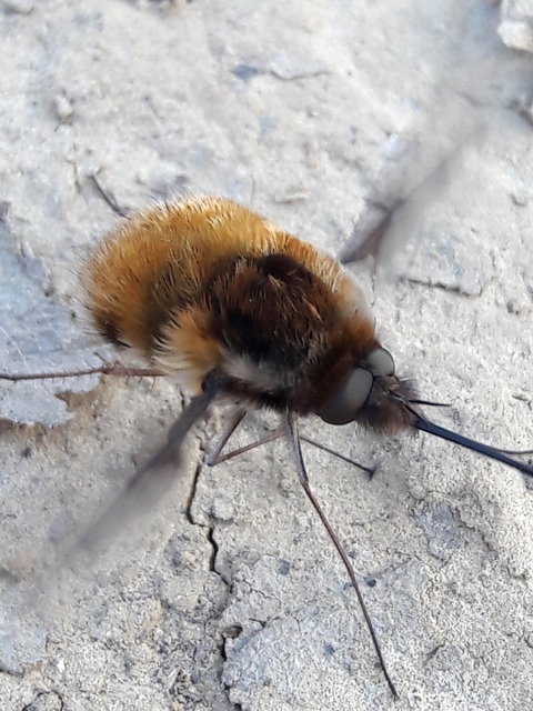 Bombylius major - szegélyes pöszörlégy
