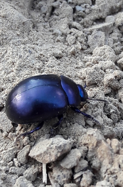 Chrysolina sturmi - vöröslábú levelész