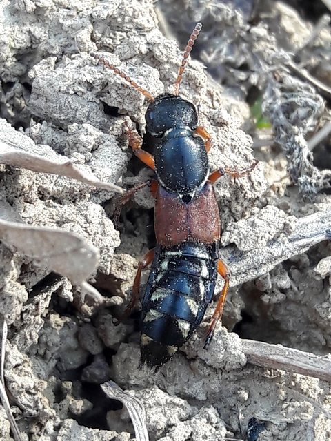 Staphylinus caesareus - aranysujtásos holyva