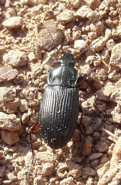 Poecilus cupreus - rezes gyászfutó