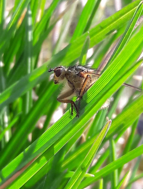 Scathophaga stercoraria - közönséges trágyalégy