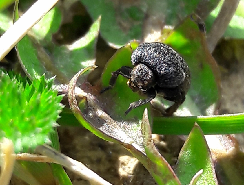 Dermestes laniarius - gyászos porva